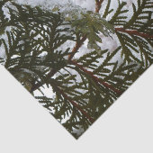 Papier Mousseline Neige sur Branches À feuillage persistant Hiver Na (Détail)