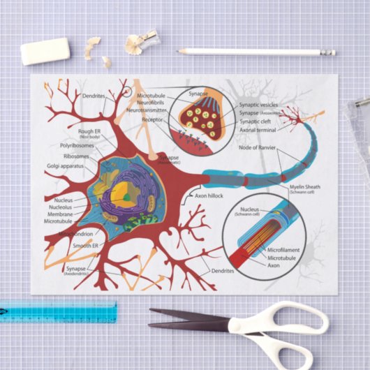 Papier Mousseline Nerf de neurones sain (Artisanat)