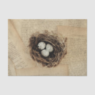 Papier Mousseline Nid d'oiseau ancien vintage antique rétro œufs bru