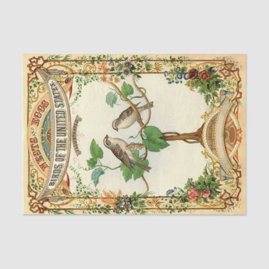 Papier Mousseline Nids et Oeufs Oiseaux des États-Unis (Recto)
