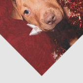 Papier Mousseline Noël de chiot de Pitbull (Détail)