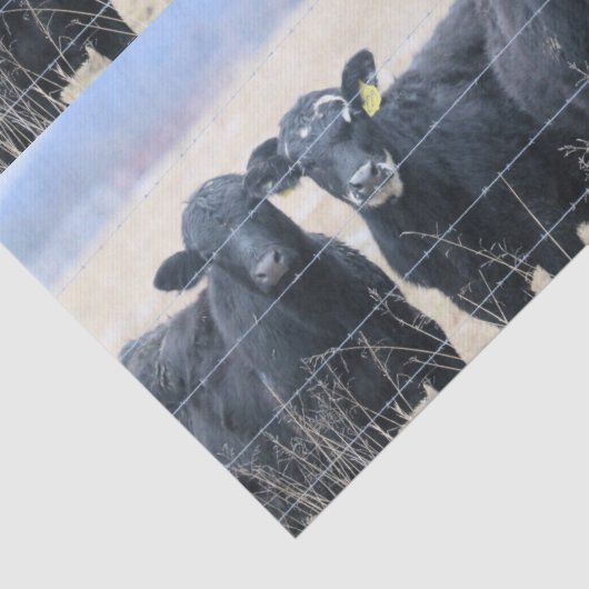 Papier Mousseline Observateurs de Bovine (Détail)