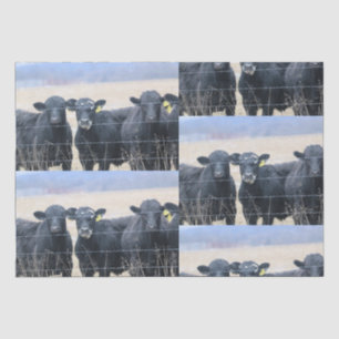 Papier Mousseline Observateurs de Bovine