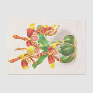 Papier Mousseline Odontoglossum Grande (Orchidée) par Jean Jules Lin