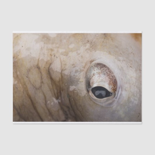 Papier Mousseline Oeil de poulpe (Recto)