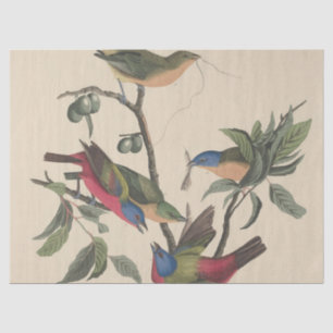 Papier Mousseline Oeuvre d'art vintage d'oiseau coloré de Audubon