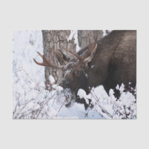 Papier Mousseline Oie chilienne