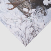 Papier Mousseline Oie chilienne (Détail)