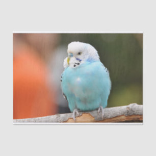 Papier Mousseline Oiseau bouddhique bleu mou sur une branche d'arbre