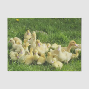 Papier Mousseline oiseau, canard, canard, jaune, nature, mignonette,
