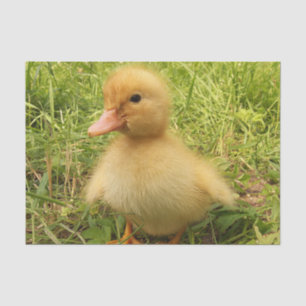 Papier Mousseline oiseau, canard, canard, jaune, nature, mignonette,
