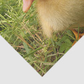 Papier Mousseline oiseau, canard, canard, jaune, nature, mignonette, (Détail)