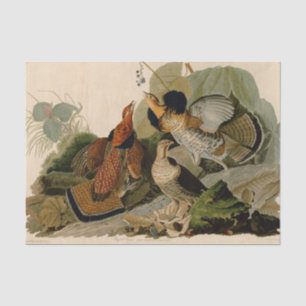Papier Mousseline Oiseau de gibier Audubon