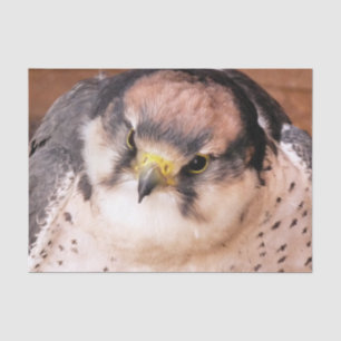 PAPIER MOUSSELINE OISEAU DE PREY FALCON