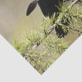 Papier Mousseline Oiseau-Noir à ailes rouges - Plume hors de place (Détail)