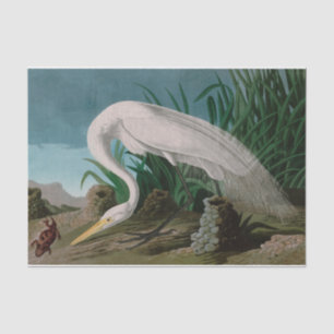 Papier Mousseline Oiseaux de héron blanc d'Amérique Audubon Imprimer