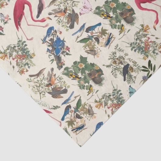 Papier Mousseline Oiseaux de John James Audubon (Détail)