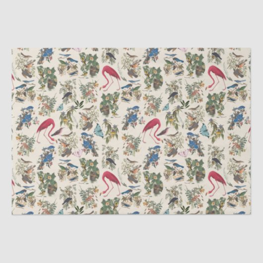 Papier Mousseline Oiseaux de John James Audubon (Recto)