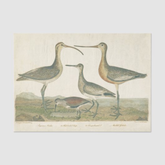 Papier Mousseline Oiseaux de marais Courlis Oiseaux (Recto)