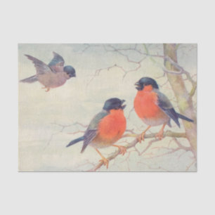 Papier Mousseline Oiseaux vintages oiseaux de race rouge sur une bra