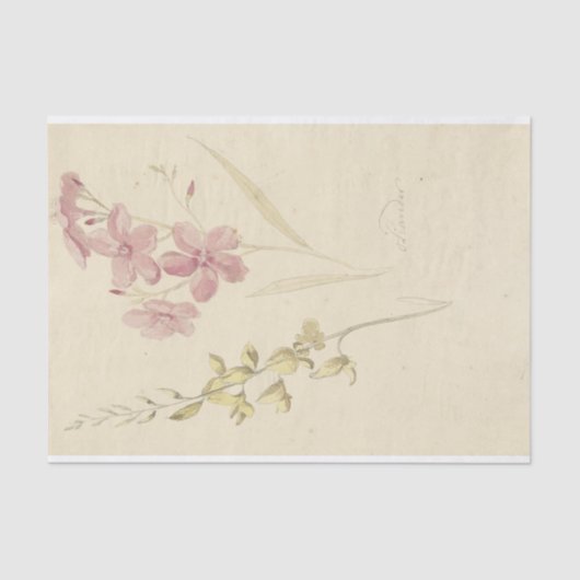 Papier Mousseline Oleander en Brem par Elias van Nijmegen (Recto)