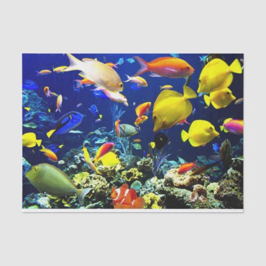Papier Mousseline Options d'image sous-marine 5-6 (Recto)