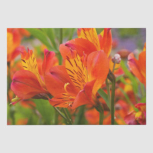 Papier Mousseline Orange Alstroemeria (Lily péruvienne) Papier de ti