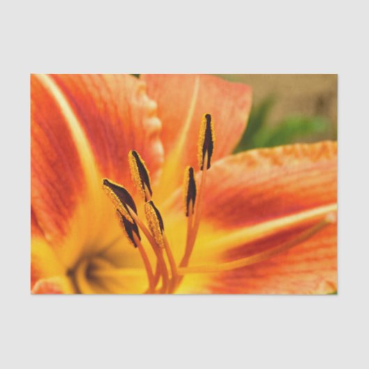 Papier Mousseline Orange Tiger Lily (Recto)