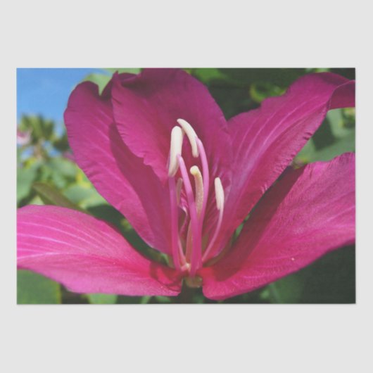 Papier Mousseline Orchidée Fleurie tropicale Florale (Recto)