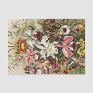 Papier Mousseline Orchidées, Orchidée Denusblumen Ernst Haeckel