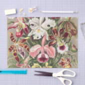 Papier Mousseline Orchidées, Orchidées Denusblumen par Ernst Haeckel (Artisanat)