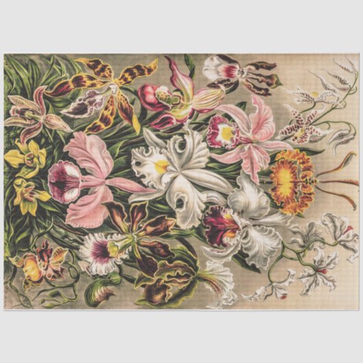 Papier Mousseline Orchidées par Ernst Haeckel (Recto)