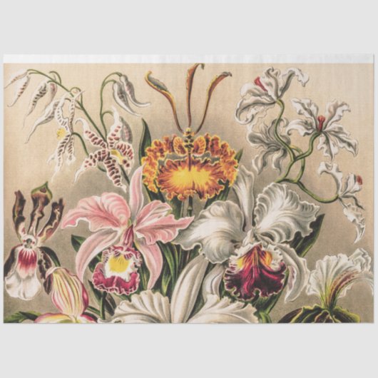 Papier Mousseline Orchidées par Ernst Haeckel Decoupage Papier de ti (Recto)
