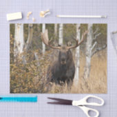 Papier Mousseline Orignaux impressionnants de Taureau (Artisanat)