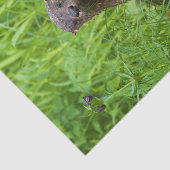 Papier Mousseline Otter (Détail)