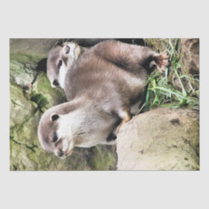 PAPIER MOUSSELINE OTTERS