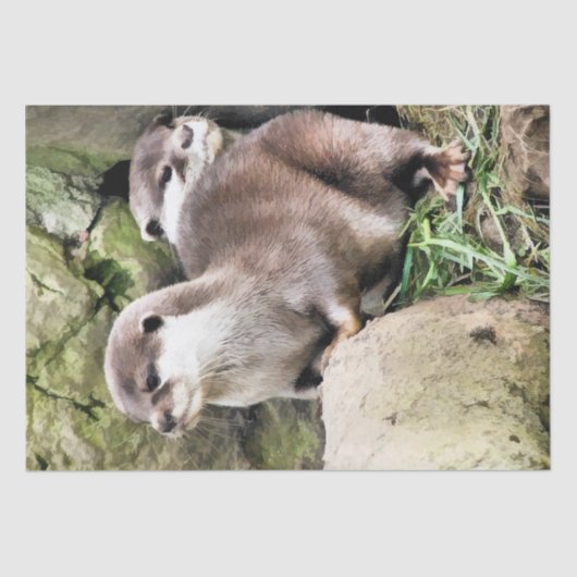 PAPIER MOUSSELINE OTTERS (Recto)