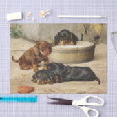 Papier Mousseline Otto Bache | Chipies Dachshund (Artisanat)