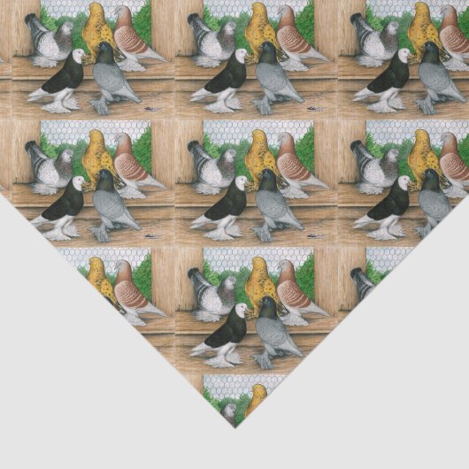 Papier Mousseline Ouest de l'Angleterre Tumbler Pigeons (Détail)