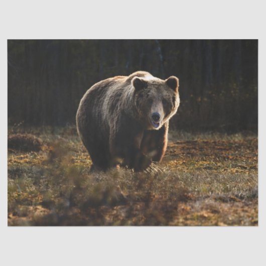 Papier Mousseline Ours (Recto)