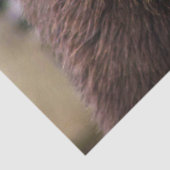 Papier Mousseline Ours Brown (Détail)