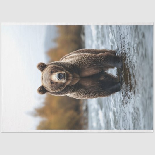 Papier Mousseline Ours grizzli traversant une déviation d'une rivièr (Recto)