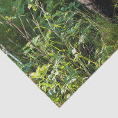 Papier Mousseline Ours noir curieux (Détail)