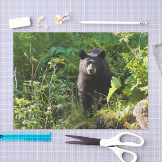 Papier Mousseline Ours noir curieux (Artisanat)