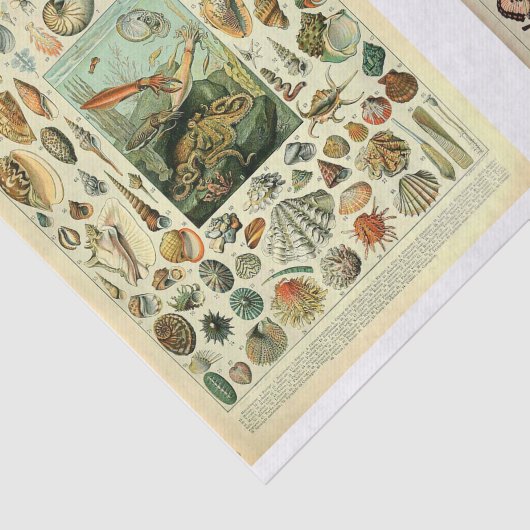 Papier Mousseline Pages Millet (Détail)