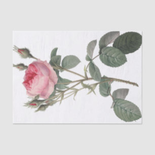 Papier Mousseline Pâlissez - la peinture vintage rose de roses