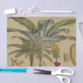 Papier Mousseline Palm Antique Fruit Tropical Art Botanique (Artisanat)