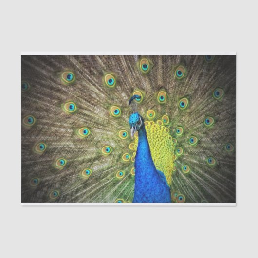 Papier Mousseline Paon (Recto)