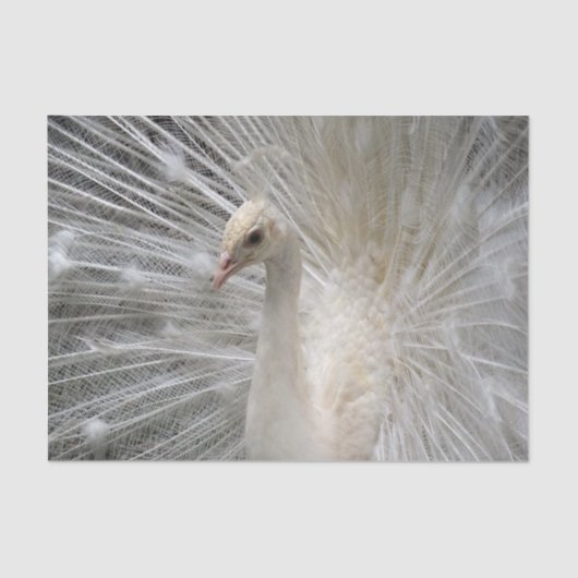 Papier Mousseline Paon impérial (Recto)