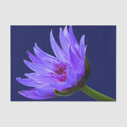 Papier Mousseline Papier cadeau papier bleu pourpre à l'eau Lily (Recto)